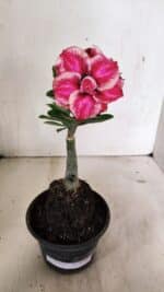 ENXERTO 12395 – 20cm (cor LM 491)