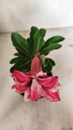 ENXERTO 12395 – 20cm (cor LM 491) - Imagem 4