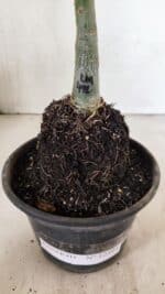 ENXERTO 12395 – 20cm (cor LM 491) - Imagem 6