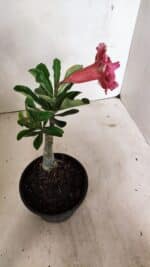 ENXERTO 12395 – 20cm (cor LM 491) - Imagem 5