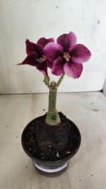 ENXERTO 12396 – 20cm (cor LM 499) - Imagem 2