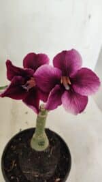 ENXERTO 12396 – 20cm (cor LM 499)