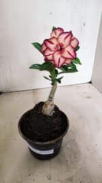 ENXERTO 12397 – 20cm (cor LM 914) - Imagem 2