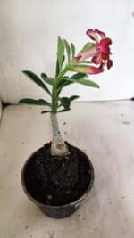 ENXERTO 12397 – 20cm (cor LM 914) - Imagem 5