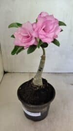 ENXERTO 12398 – 25cm (cor LM 08) - Imagem 2