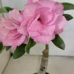 ENXERTO 12398 – 25cm (cor LM 08)