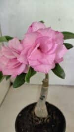 ENXERTO 12398 – 25cm (cor LM 08)