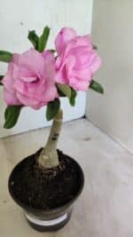 ENXERTO 12398 – 25cm (cor LM 08) - Imagem 4