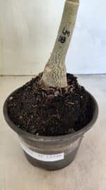 ENXERTO 12398 – 25cm (cor LM 08) - Imagem 6