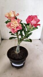 ENXERTO 12400 – 22cm (cor LM 582) - Imagem 2