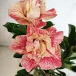 ENXERTO 12400 – 22cm (cor LM 582)