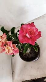 ENXERTO 12400 – 22cm (cor LM 582) - Imagem 5