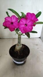 ENXERTO 12401 – 20cm (cor LM 384) - Imagem 2