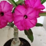 ENXERTO 12401 – 20cm (cor LM 384)