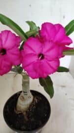 ENXERTO 12401 – 20cm (cor LM 384)