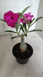 ENXERTO 12401 – 20cm (cor LM 384) - Imagem 5