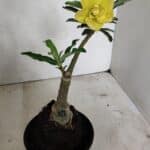 ENXERTO 12402 – 20cm (cor LM 315)