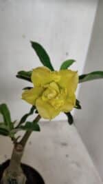 ENXERTO 12402 – 20cm (cor LM 315) - Imagem 3