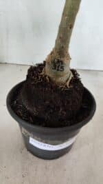 ENXERTO 12402 – 20cm (cor LM 315) - Imagem 8