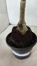 ENXERTO 12402 – 20cm (cor LM 315) - Imagem 7