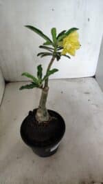 ENXERTO 12402 – 20cm (cor LM 315) - Imagem 6