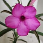 ENXERTO 12403 – 25cm (cor LM 512)