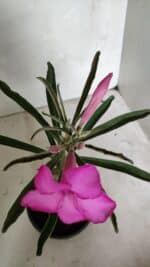 ENXERTO 12403 – 25cm (cor LM 512) - Imagem 4