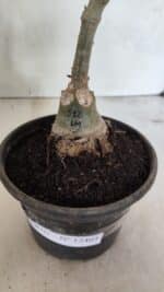 ENXERTO 12403 – 25cm (cor LM 512) - Imagem 7