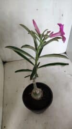 ENXERTO 12403 – 25cm (cor LM 512) - Imagem 5