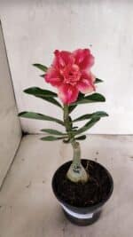 ENXERTO 12404 – 20cm (cor LM 402) - Imagem 2