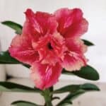 ENXERTO 12404 – 20cm (cor LM 402)