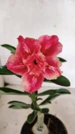 ENXERTO 12404 – 20cm (cor LM 402)