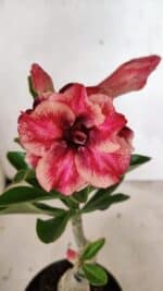 ENXERTO 12405 – 20cm (cor LM 491)