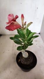 ENXERTO 12405 – 20cm (cor LM 491) - Imagem 5