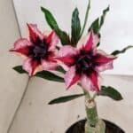 ENXERTO 12406 – 20cm (cor LM 424)