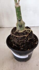 ENXERTO 12406 – 20cm (cor LM 424) - Imagem 7