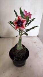 ENXERTO 12406 – 20cm (cor LM 424) - Imagem 5