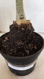 ENXERTO 12407 – 20cm (cor LM 977) - Imagem 6