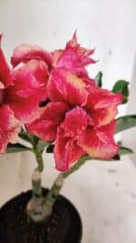 ENXERTO 12409 – 20cm (cor LM 402)