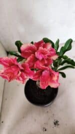 ENXERTO 12409 – 20cm (cor LM 402) - Imagem 5