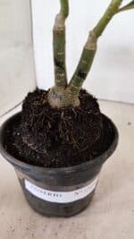 ENXERTO 12409 – 20cm (cor LM 402) - Imagem 8