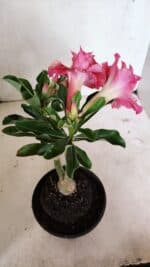 ENXERTO 12409 – 20cm (cor LM 402) - Imagem 6