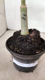 ENXERTO 12410 – 22cm (cor LM 990) - Imagem 6