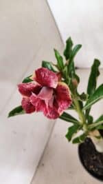 ENXERTO 12410 – 22cm (cor LM 990) - Imagem 4