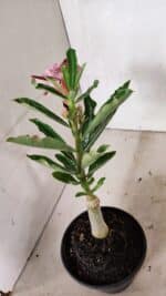 ENXERTO 12410 – 22cm (cor LM 990) - Imagem 5