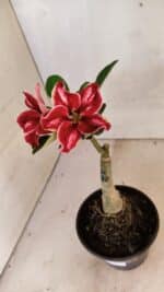 ENXERTO 12411 – 20cm (cor LM 887) - Imagem 4