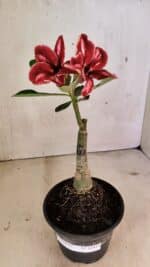 ENXERTO 12411 – 20cm (cor LM 887) - Imagem 6