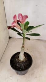 ENXERTO 12411 – 20cm (cor LM 887) - Imagem 5