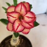 ENXERTO 12412 – 22cm (cor LM 914)