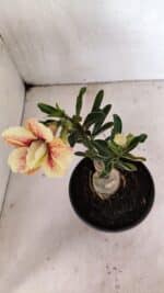 ENXERTO 12414 – 20cm (cor LM 618) - Imagem 4